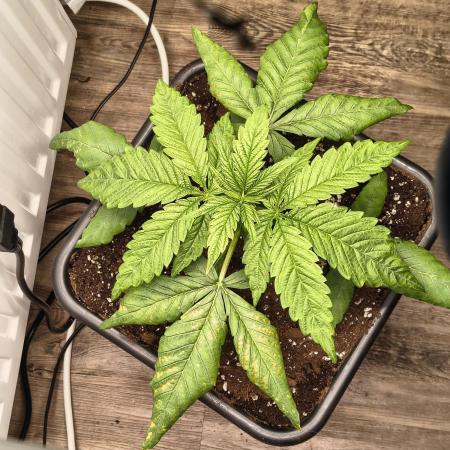 Green Papaya  (Indoor 150w)