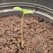 Green Papaya  (Indoor 150w)