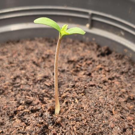 Green Papaya  (Indoor 150w)