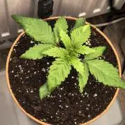 Green Papaya (Indoor 150w)