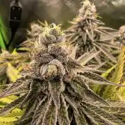 Green Papaya  (Indoor 150w)