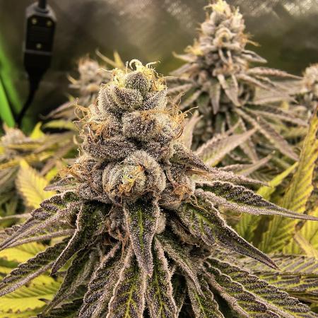 Green Papaya  (Indoor 150w)