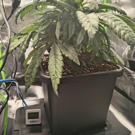 Green Papaya  (Indoor 150w)