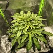 Green Papaya  (Indoor 150w)