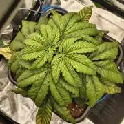 Green Papaya  (Indoor 150w)