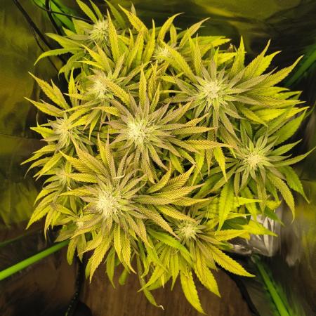 Green Papaya  (Indoor 150w)