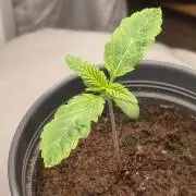 Green Papaya  (Indoor 150w)