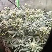 Biscotti - Barneys Farm