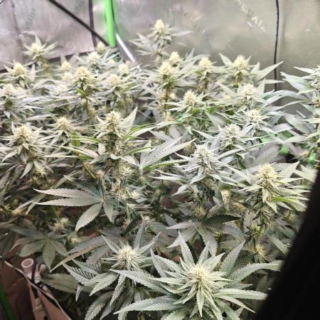 Biscotti - Barneys Farm