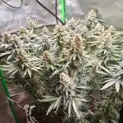 Biscotti - Barneys Farm