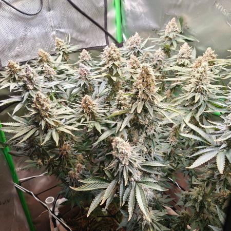 Biscotti - Barneys Farm