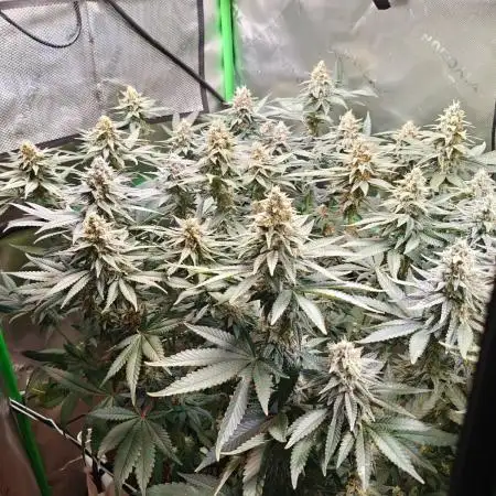 Biscotti - Barneys Farm