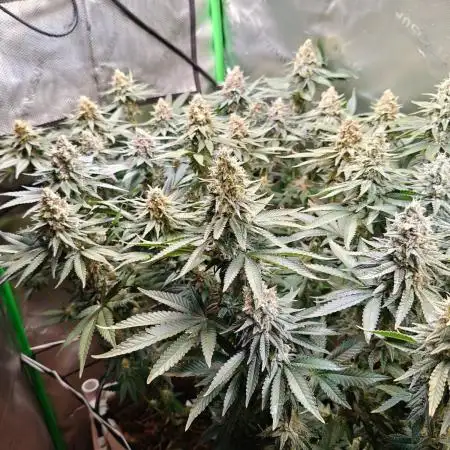 Biscotti - Barneys Farm