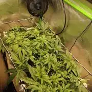 Eli - Rosetta Stone x Landrace Ghana