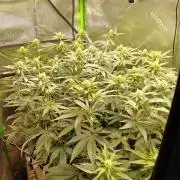 Biscotti - Barneys Farm