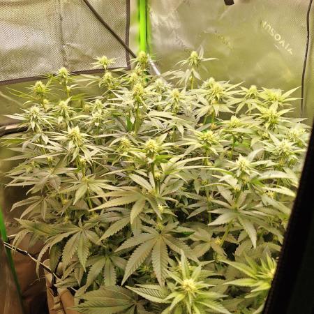 Biscotti - Barneys Farm