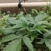 Eli - Rosetta Stone x Landrace Ghana