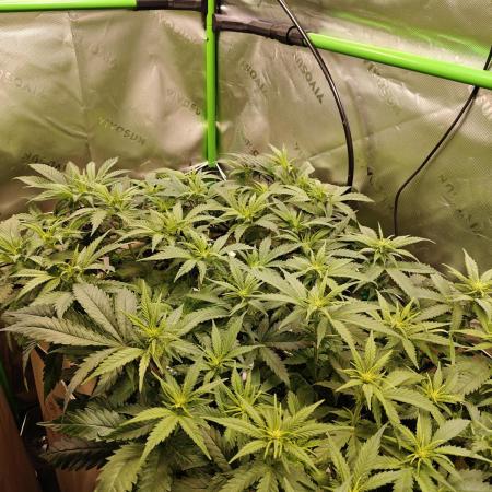 Eli - Rosetta Stone x Landrace Ghana