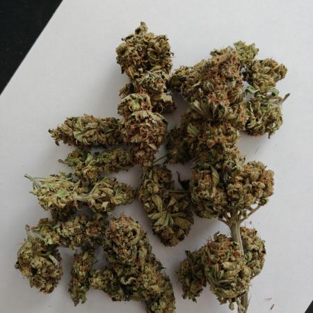 Eli - Rosetta Stone x Landrace Ghana