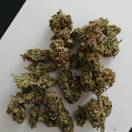 Eli - Rosetta Stone x Landrace Ghana