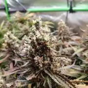 Eli - Rosetta Stone x Landrace Ghana