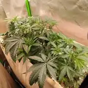 Lemon Cherry Gelato