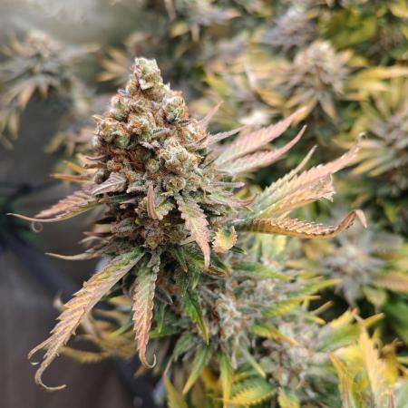 Blue Dream