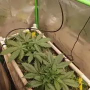 Eli - Rosetta Stone x Landrace Ghana