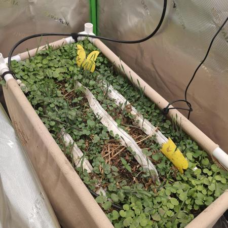 Eli - Rosetta Stone x Landrace Ghana