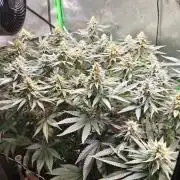 Biscotti - Barneys Farm