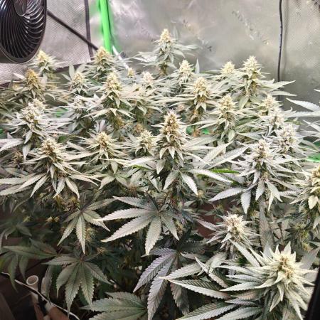Biscotti - Barneys Farm