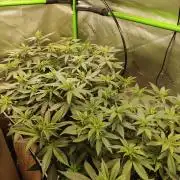 Biscotti - Barneys Farm