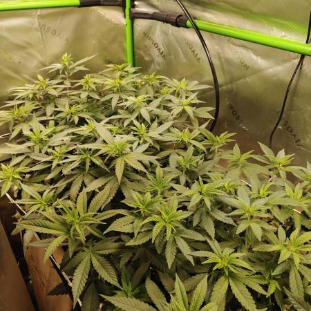Biscotti - Barneys Farm