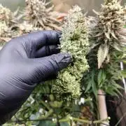 Eli - Rosetta Stone x Landrace Ghana