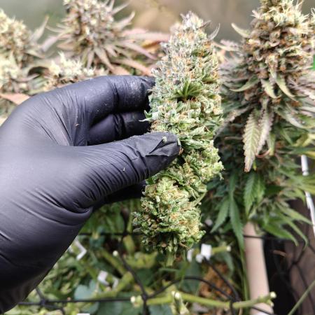 Eli - Rosetta Stone x Landrace Ghana