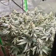 Biscotti - Barneys Farm
