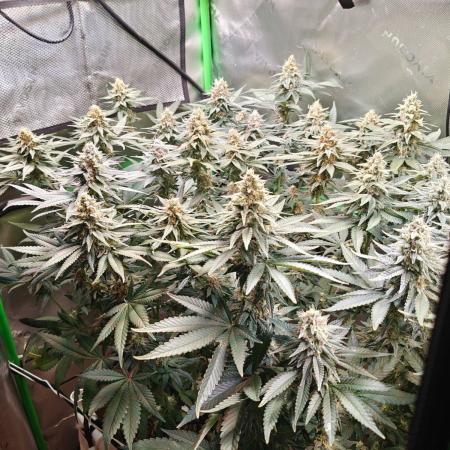 Biscotti - Barneys Farm