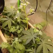 Biscotti - Barneys Farm