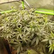Biscotti - Barneys Farm
