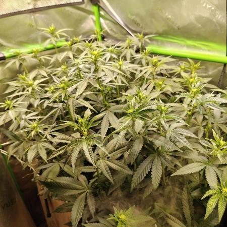 Biscotti - Barneys Farm