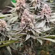 Biscotti - Barneys Farm