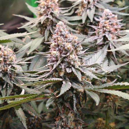 Biscotti - Barneys Farm