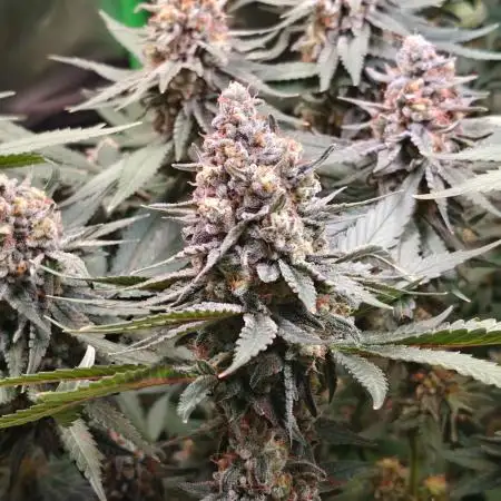 Biscotti - Barneys Farm