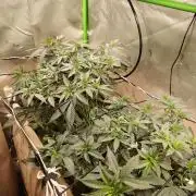 Biscotti - Barneys Farm