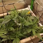 Eli - Rosetta Stone x Landrace Ghana