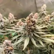 Biscotti - Barneys Farm