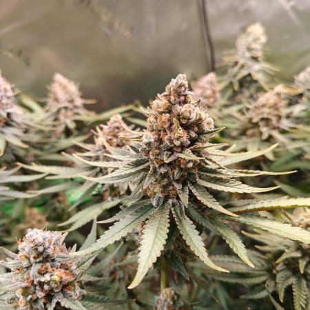 Biscotti - Barneys Farm