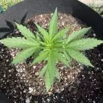 Blue Dream Auto