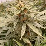 Blackberry Moonrocks [Söltjer Berry]