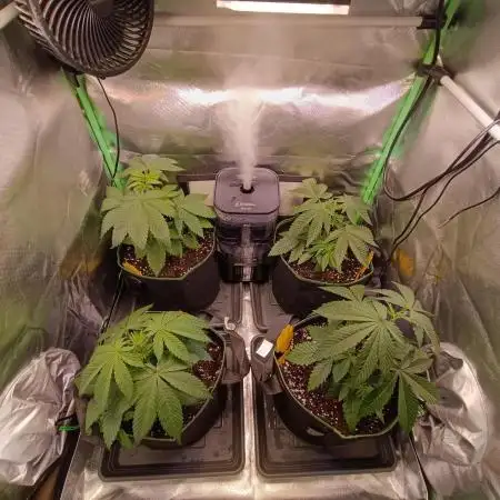 Blue Zushi + OG#18 [GER]🇩🇪
